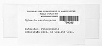 Cytospora ceratosperma image